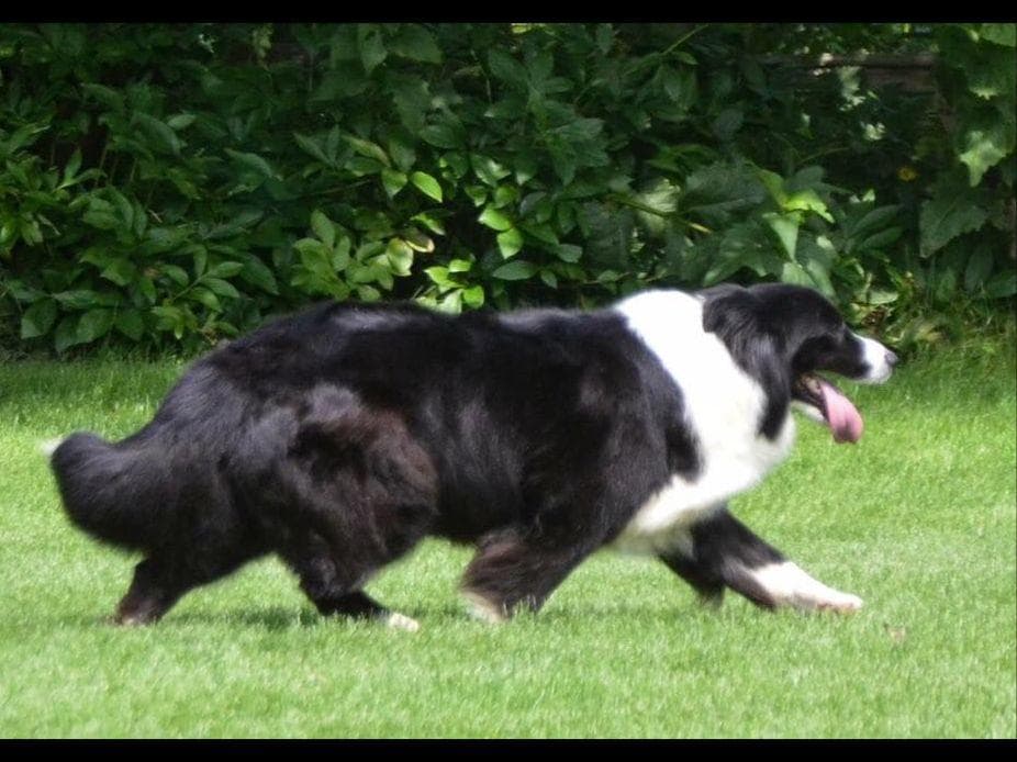 JBK Border Collies jbkbordercollies.com breeder image 3
