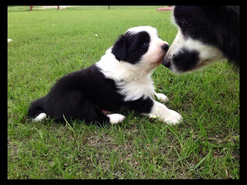 JBK Border Collies jbkbordercollies.com breeder image 4