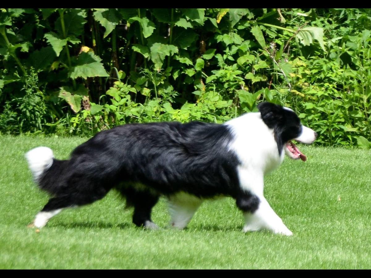 JBK Border Collies jbkbordercollies.com breeder image 5