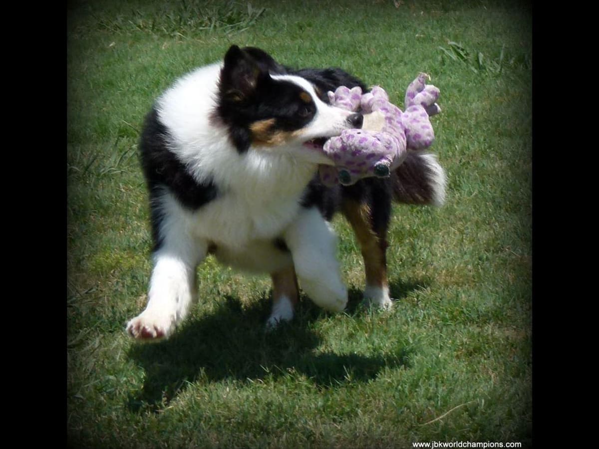 JBK Border Collies jbkbordercollies.com breeder image 7