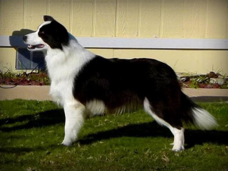 JBK Border Collies jbkbordercollies.com breeder image 8