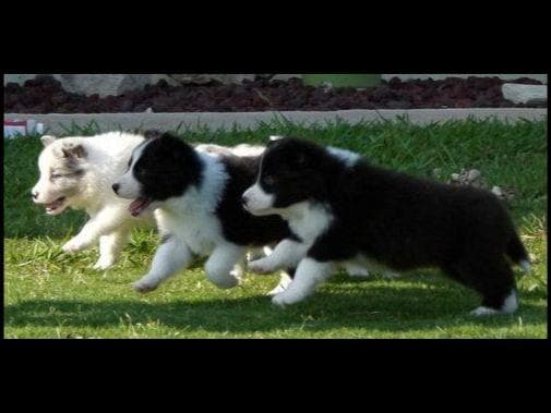 JBK Border Collies jbkbordercollies.com breeder image 9