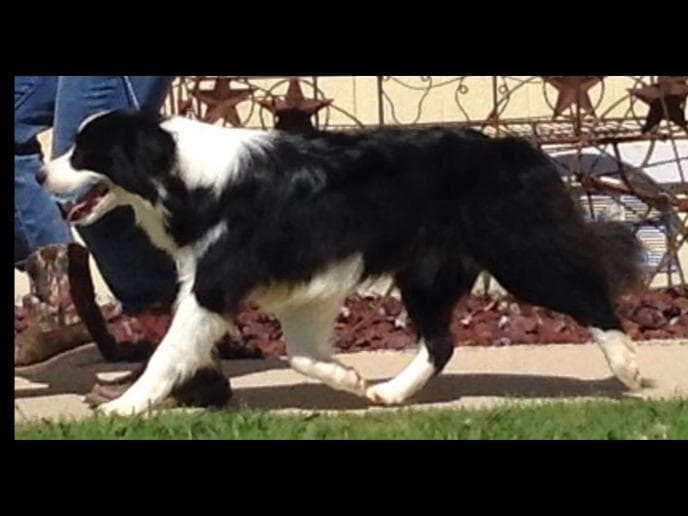 JBK Border Collies jbkbordercollies.com breeder image 10