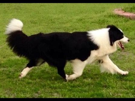 JBK Border Collies jbkbordercollies.com breeder image 11