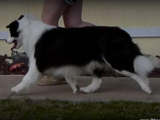 JBK Border Collies jbkbordercollies.com breeder image 13