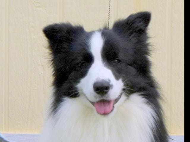 JBK Border Collies jbkbordercollies.com breeder image 14