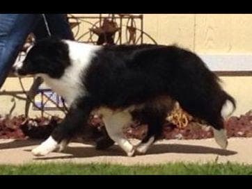 JBK Border Collies jbkbordercollies.com breeder image 15