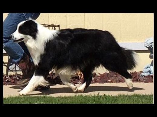 JBK Border Collies jbkbordercollies.com breeder image 16