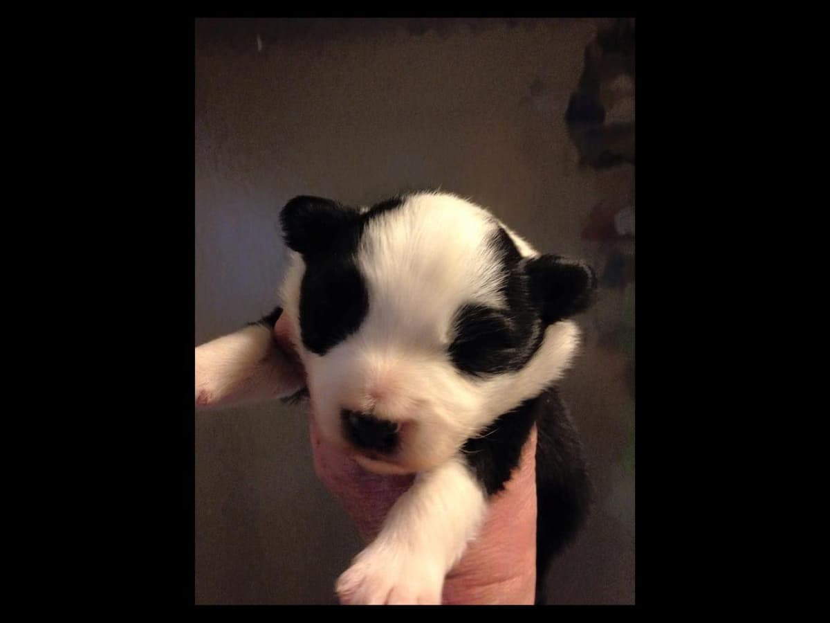 JBK Border Collies jbkbordercollies.com breeder image 17
