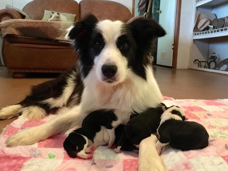 JBK Border Collies jbkbordercollies.com breeder image 18