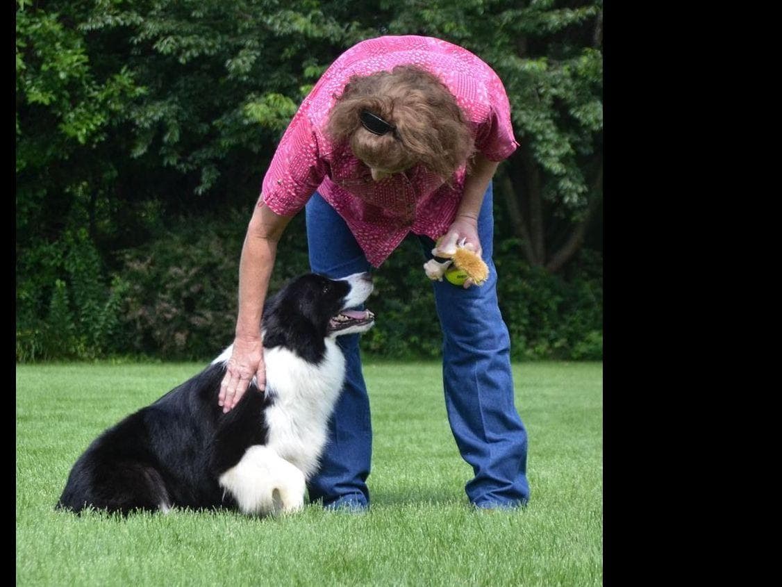 JBK Border Collies jbkbordercollies.com breeder image 19