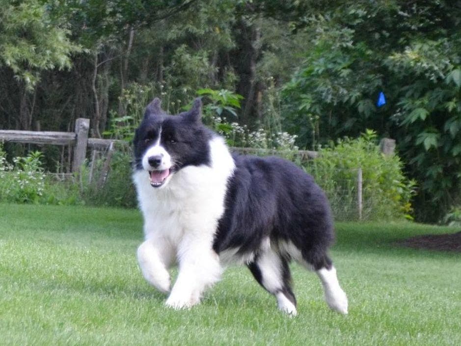 JBK Border Collies jbkbordercollies.com breeder image 20