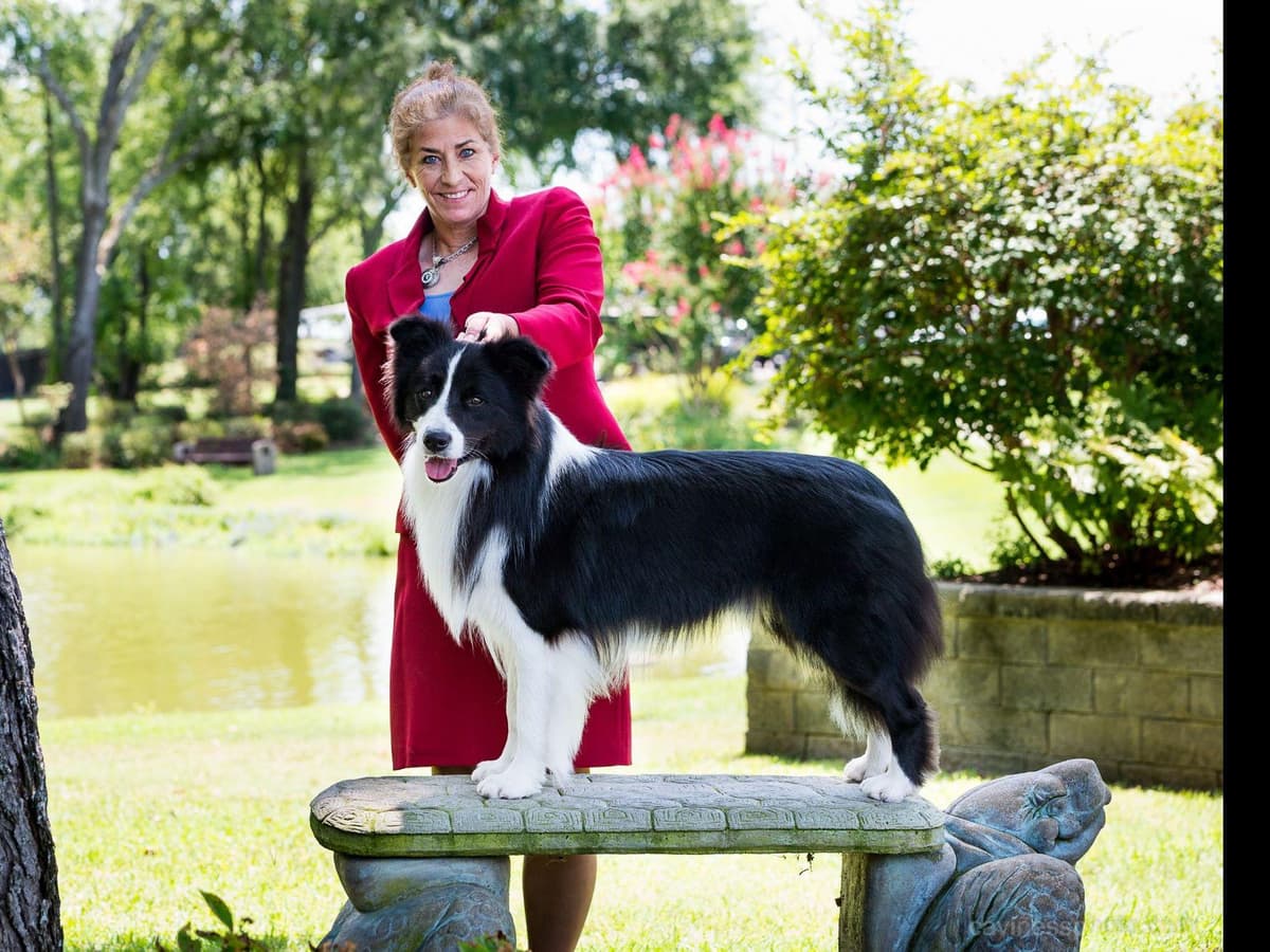 JBK Border Collies jbkbordercollies.com breeder image 1