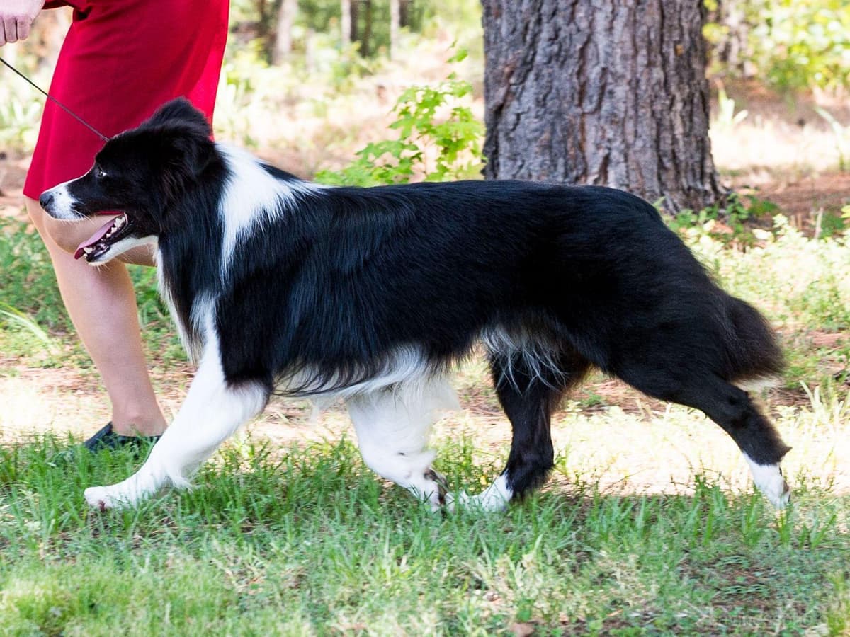 JBK Border Collies jbkbordercollies.com breeder image 23