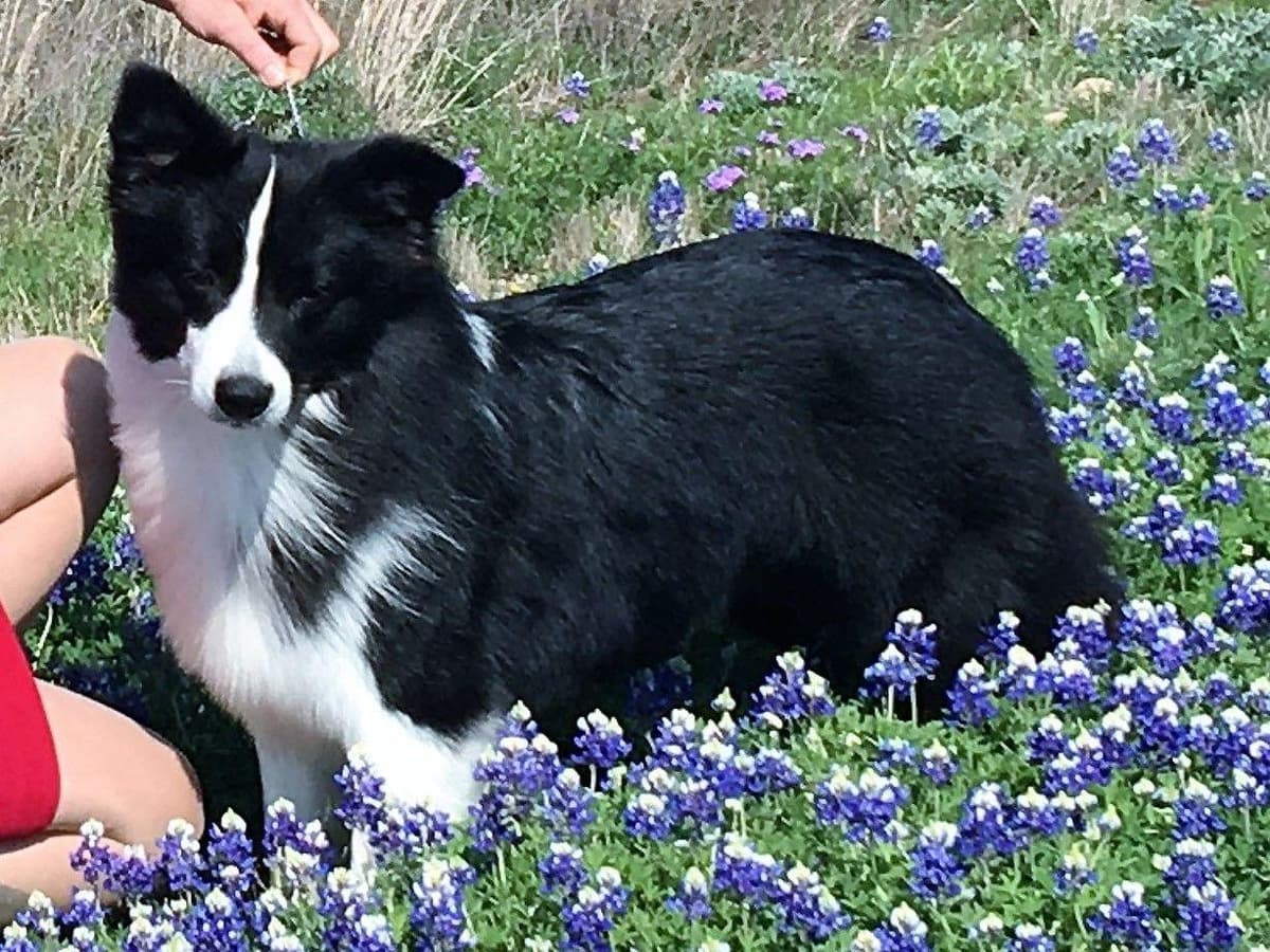 JBK Border Collies jbkbordercollies.com breeder image 24
