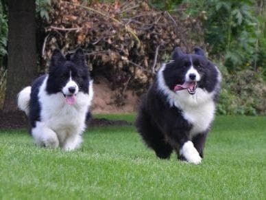 JBK Border Collies jbkbordercollies.com breeder image 25