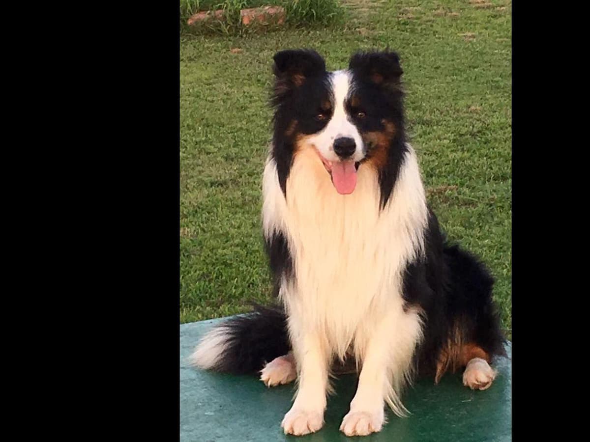 JBK Border Collies jbkbordercollies.com breeder image 27