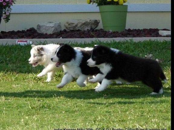 JBK Border Collies jbkbordercollies.com breeder image 28