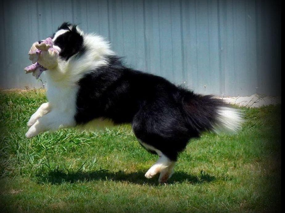 JBK Border Collies jbkbordercollies.com breeder image 29