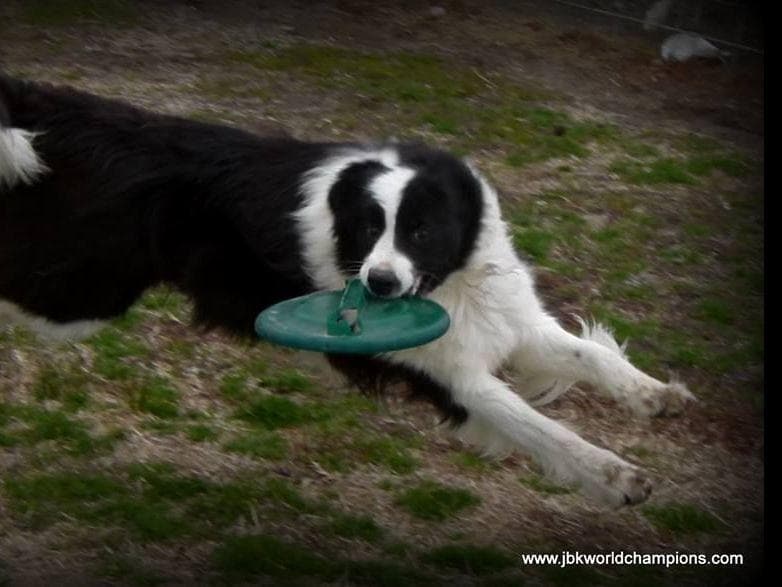 JBK Border Collies jbkbordercollies.com breeder image 30