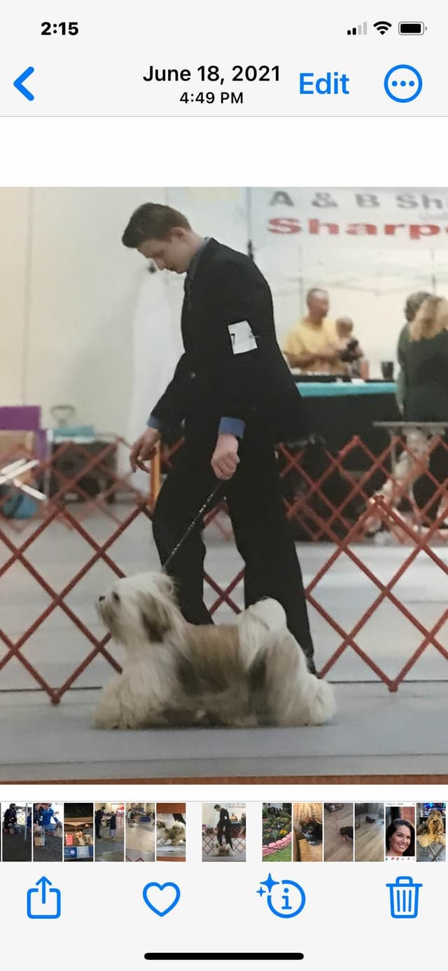 Lhasa Apso Puppies media 3