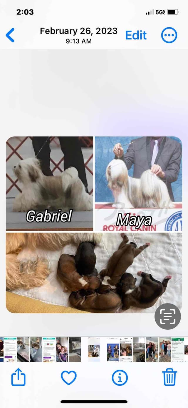 Lhasa Apso Puppies media 5