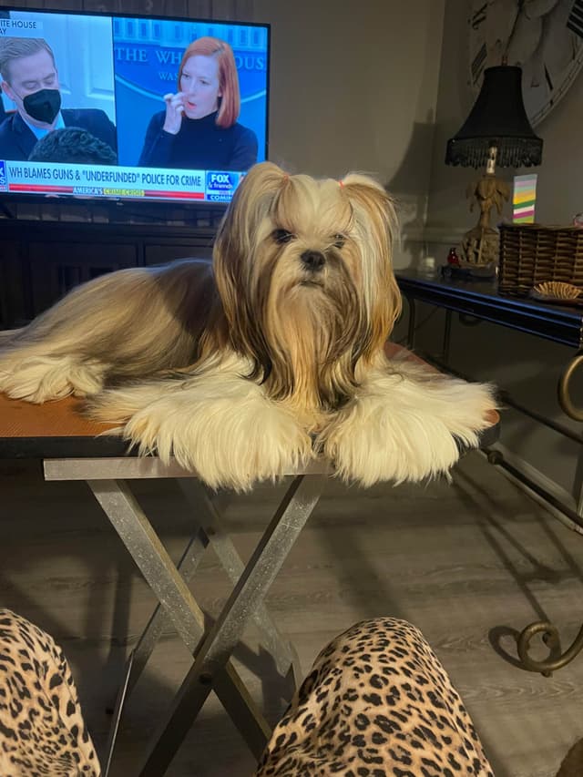 Lhasa Apso Puppies media 6