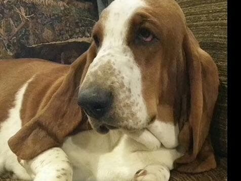 TX Basset Hound Puppies breeder image 5