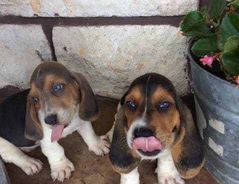 TX Basset Hound Puppies breeder image 6