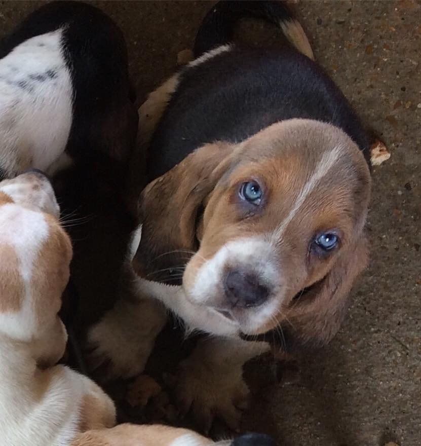 TX Basset Hound Puppies breeder image 9