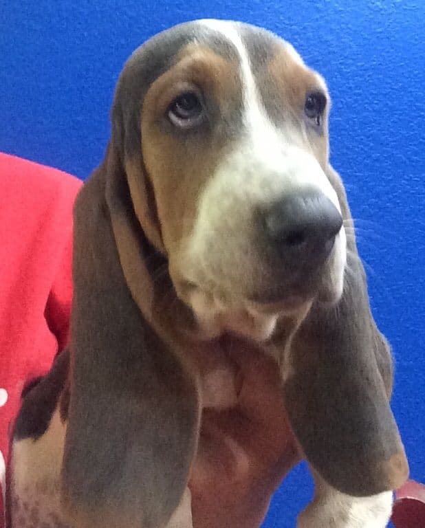 TX Basset Hound Puppies breeder image 10