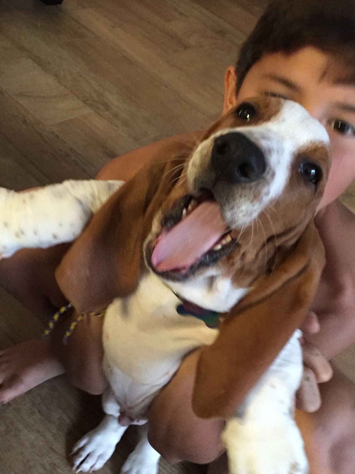 TX Basset Hound Puppies breeder image 11