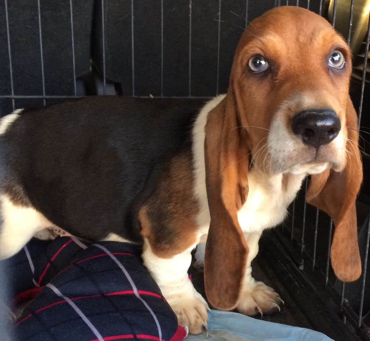 TX Basset Hound Puppies breeder image 12