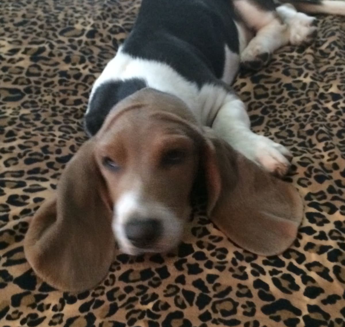 TX Basset Hound Puppies breeder image 13