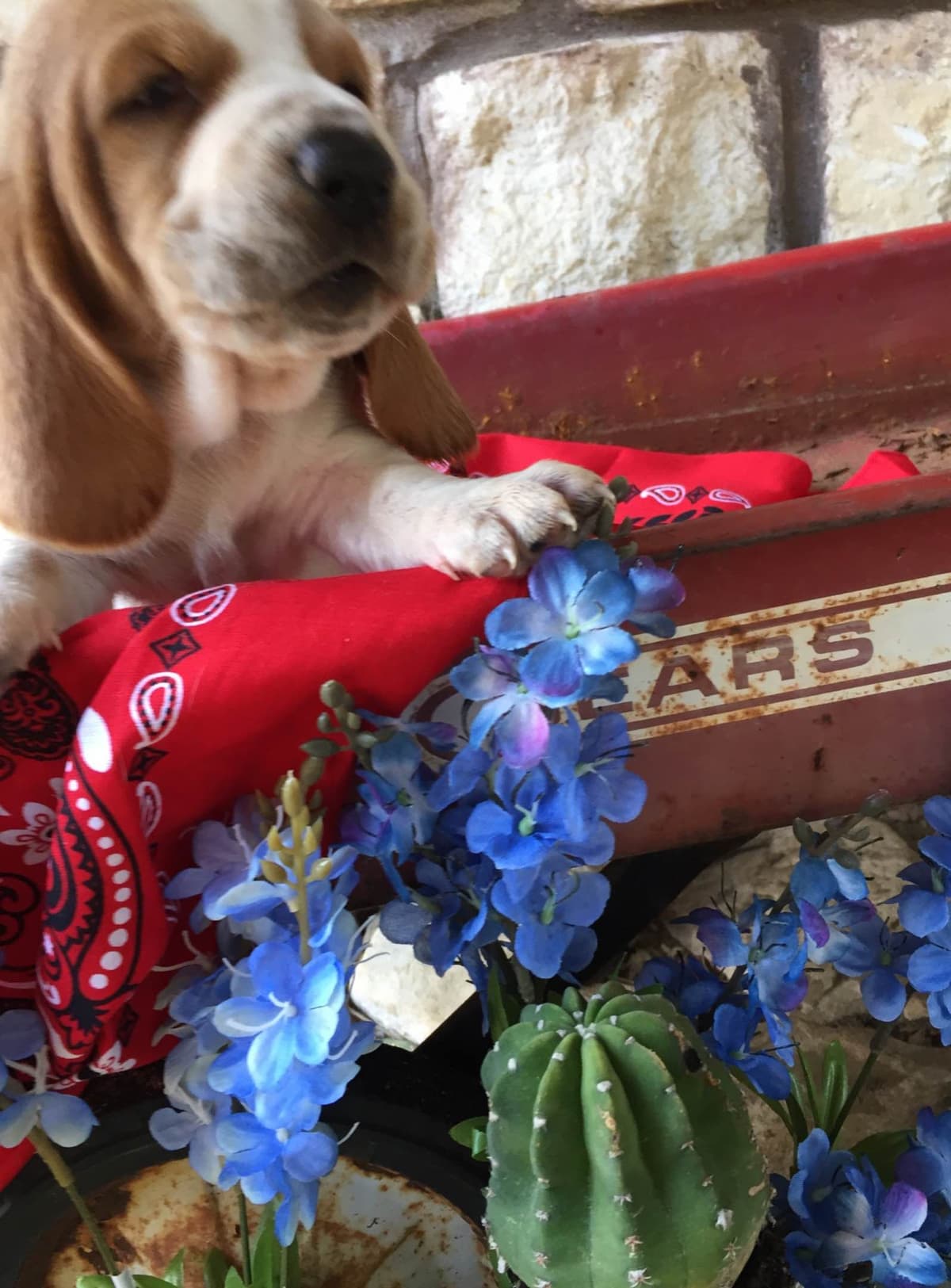 TX Basset Hound Puppies breeder image 14