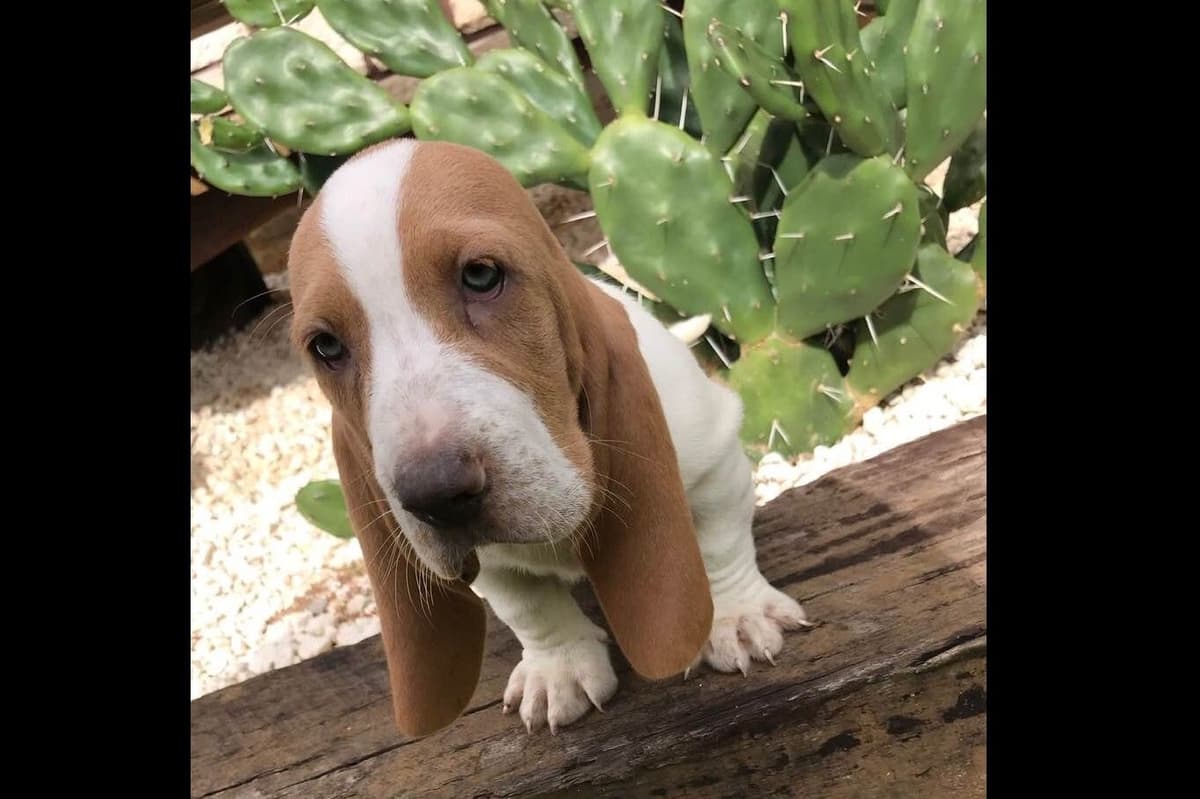 TX Basset Hound Puppies breeder image 1