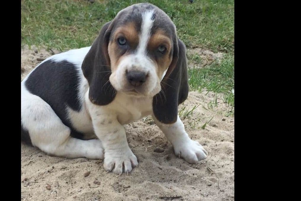TX Basset Hound Puppies breeder image 15