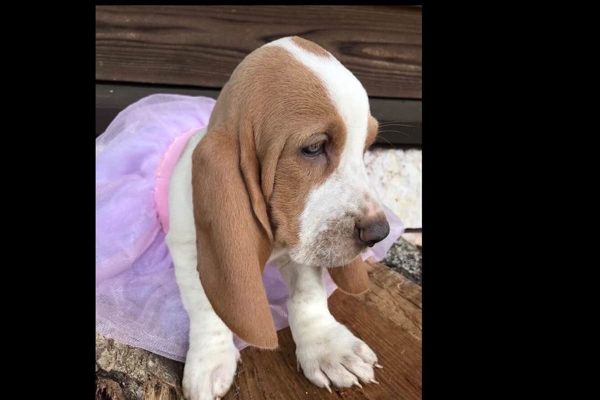 TX Basset Hound Puppies breeder image 16