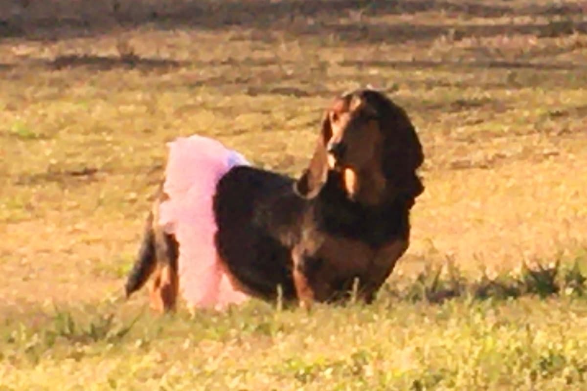 TX Basset Hound Puppies breeder image 17
