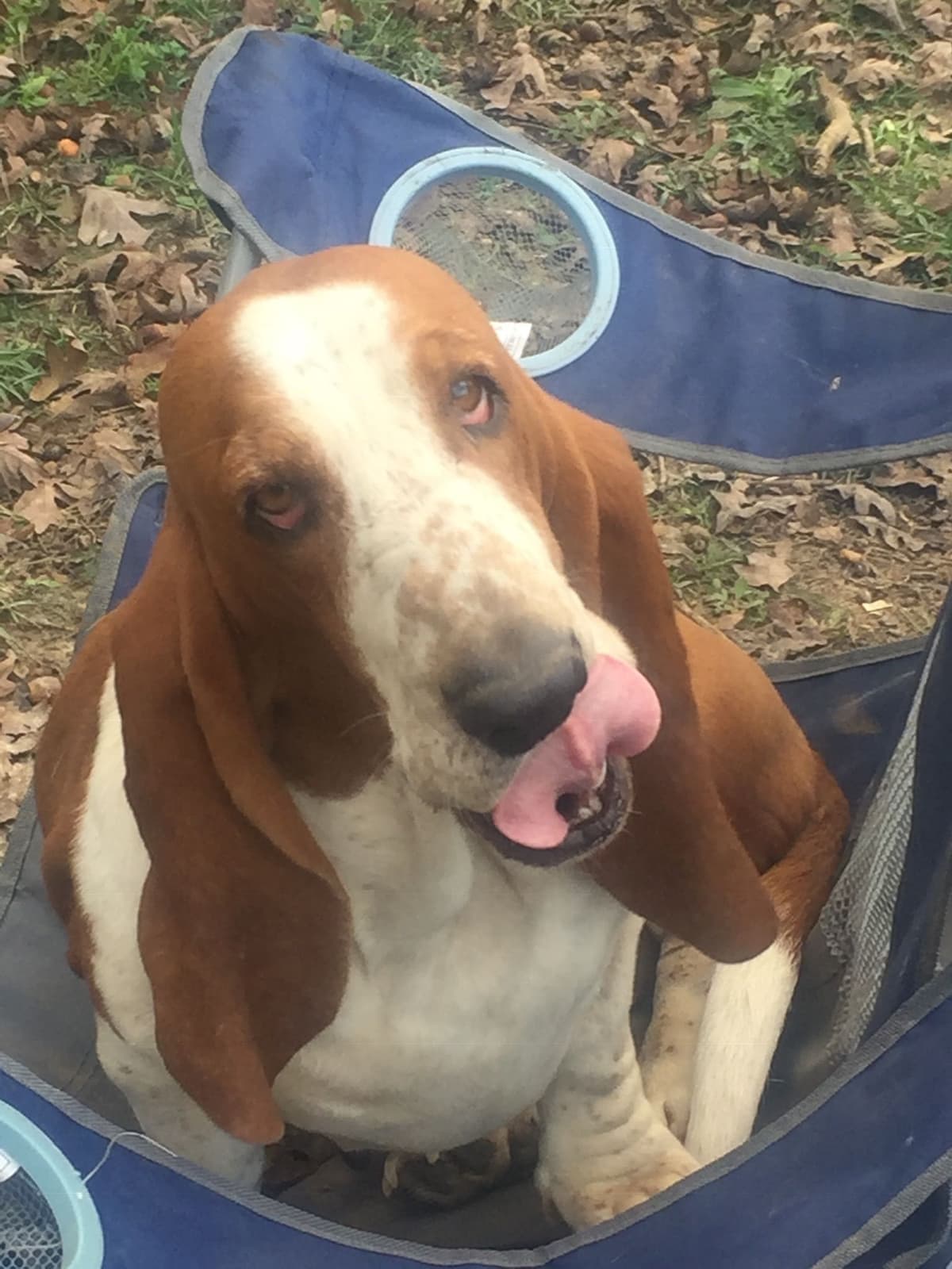 TX Basset Hound Puppies breeder image 18