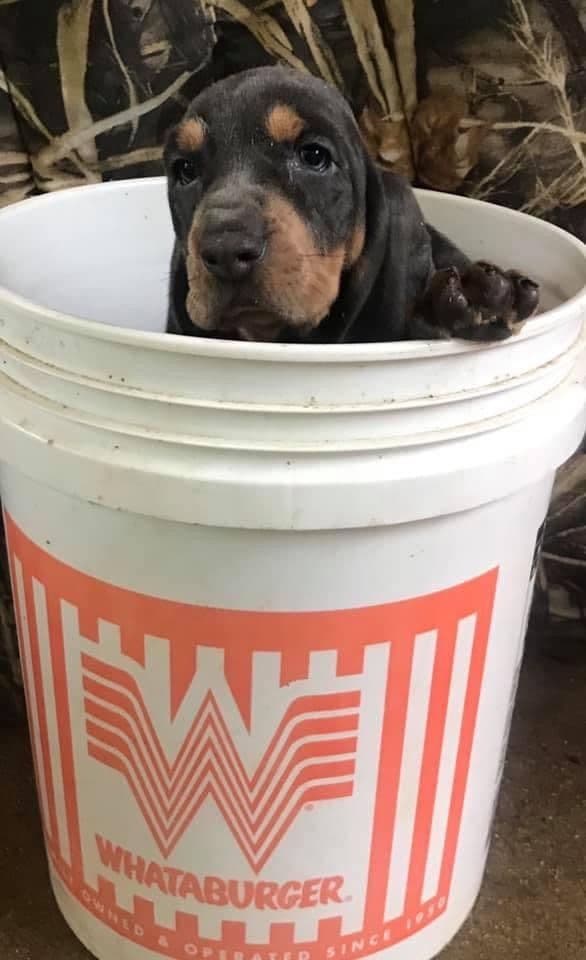 TX Basset Hound Puppies breeder image 21