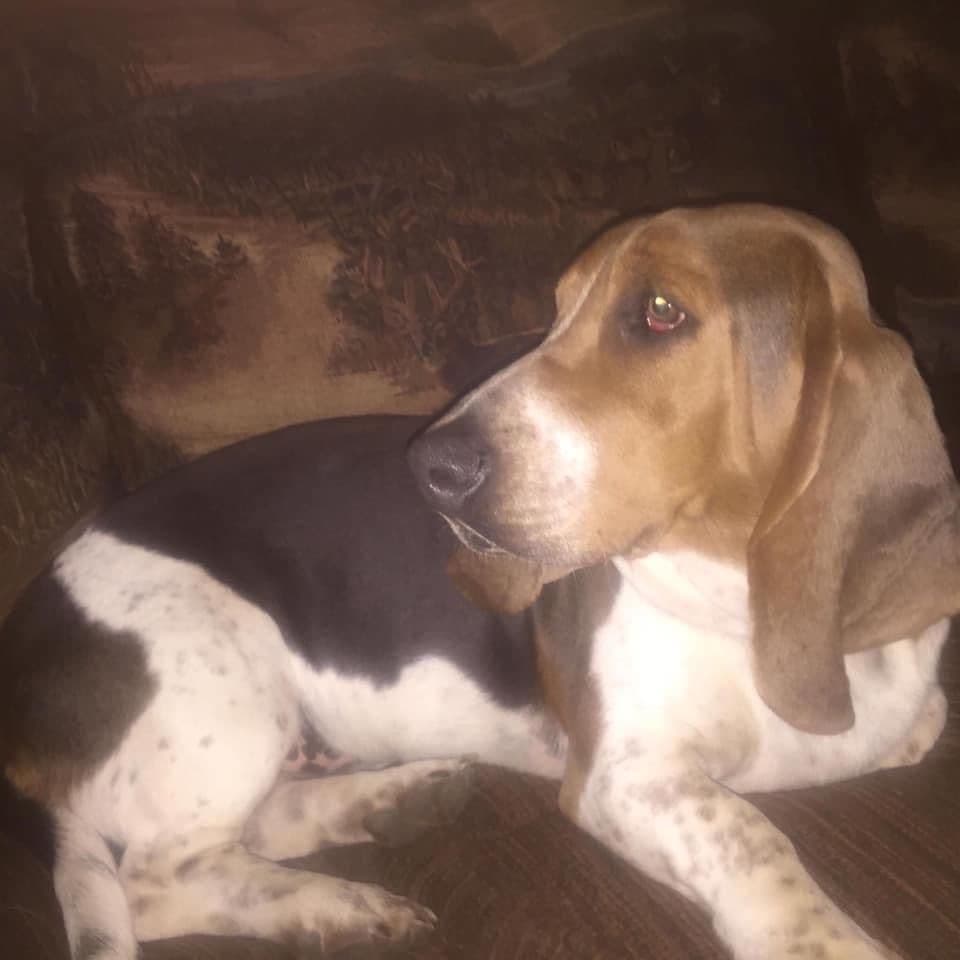TX Basset Hound Puppies breeder image 22