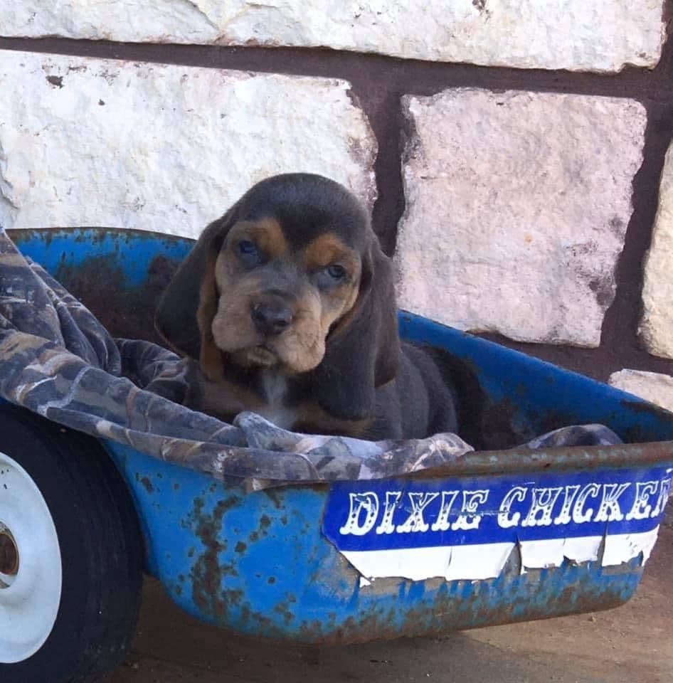 TX Basset Hound Puppies breeder image 23