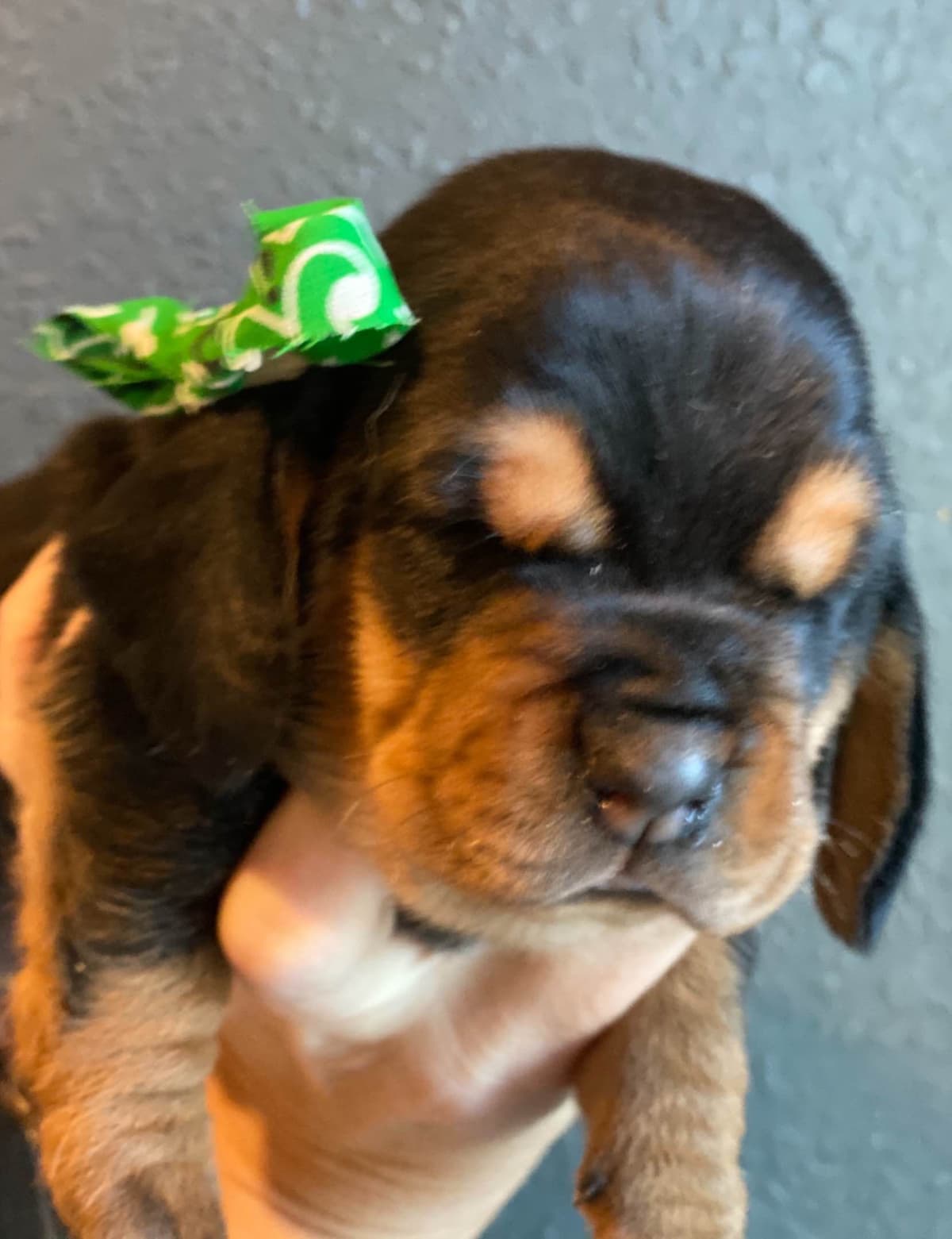 TX Basset Hound Puppies breeder image 24