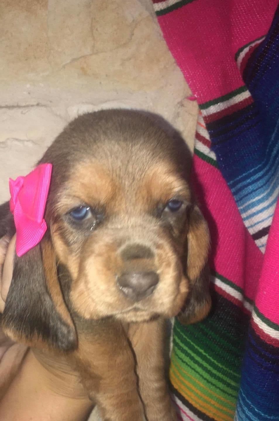 TX Basset Hound Puppies breeder image 25