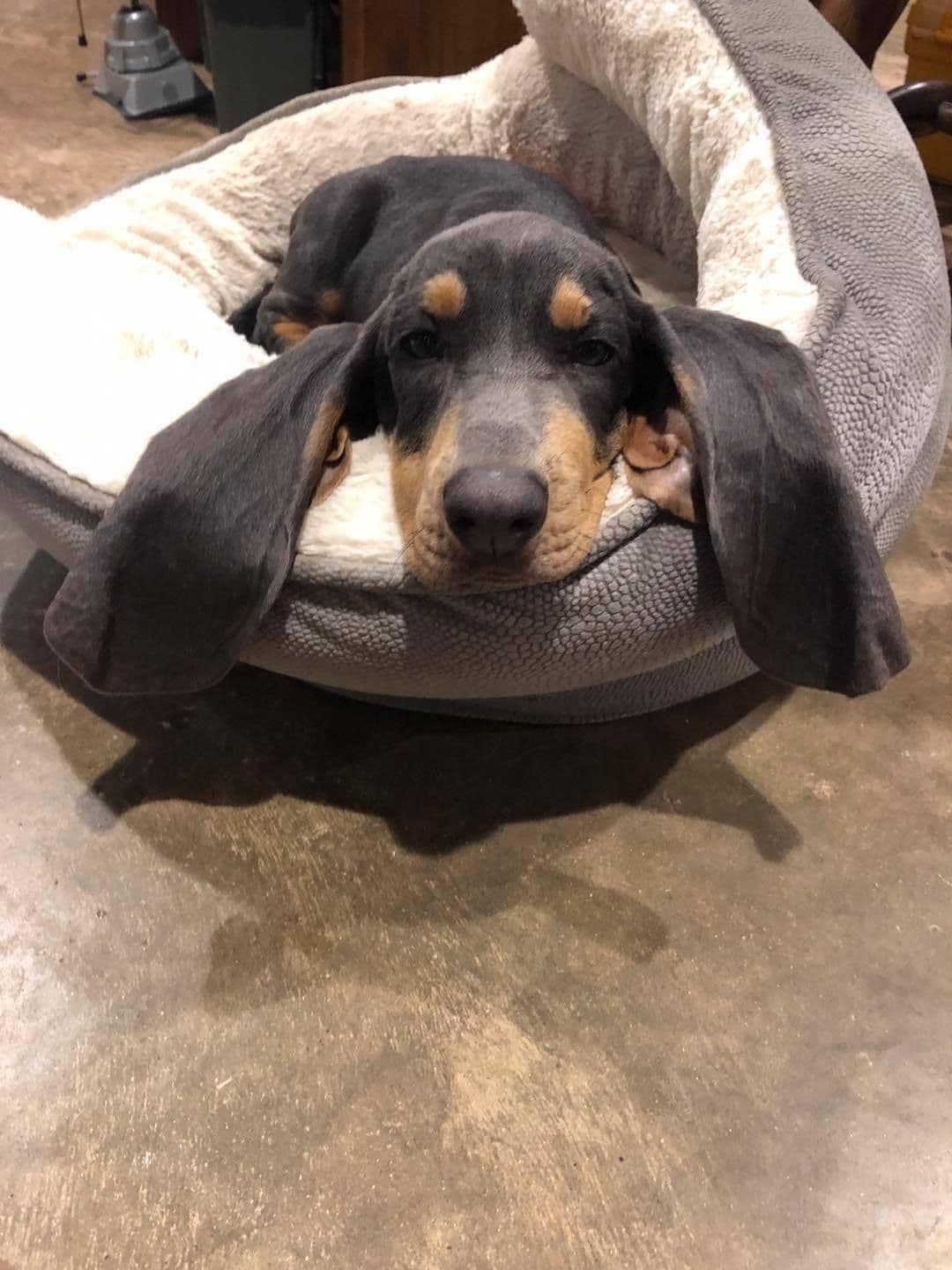 TX Basset Hound Puppies breeder image 27