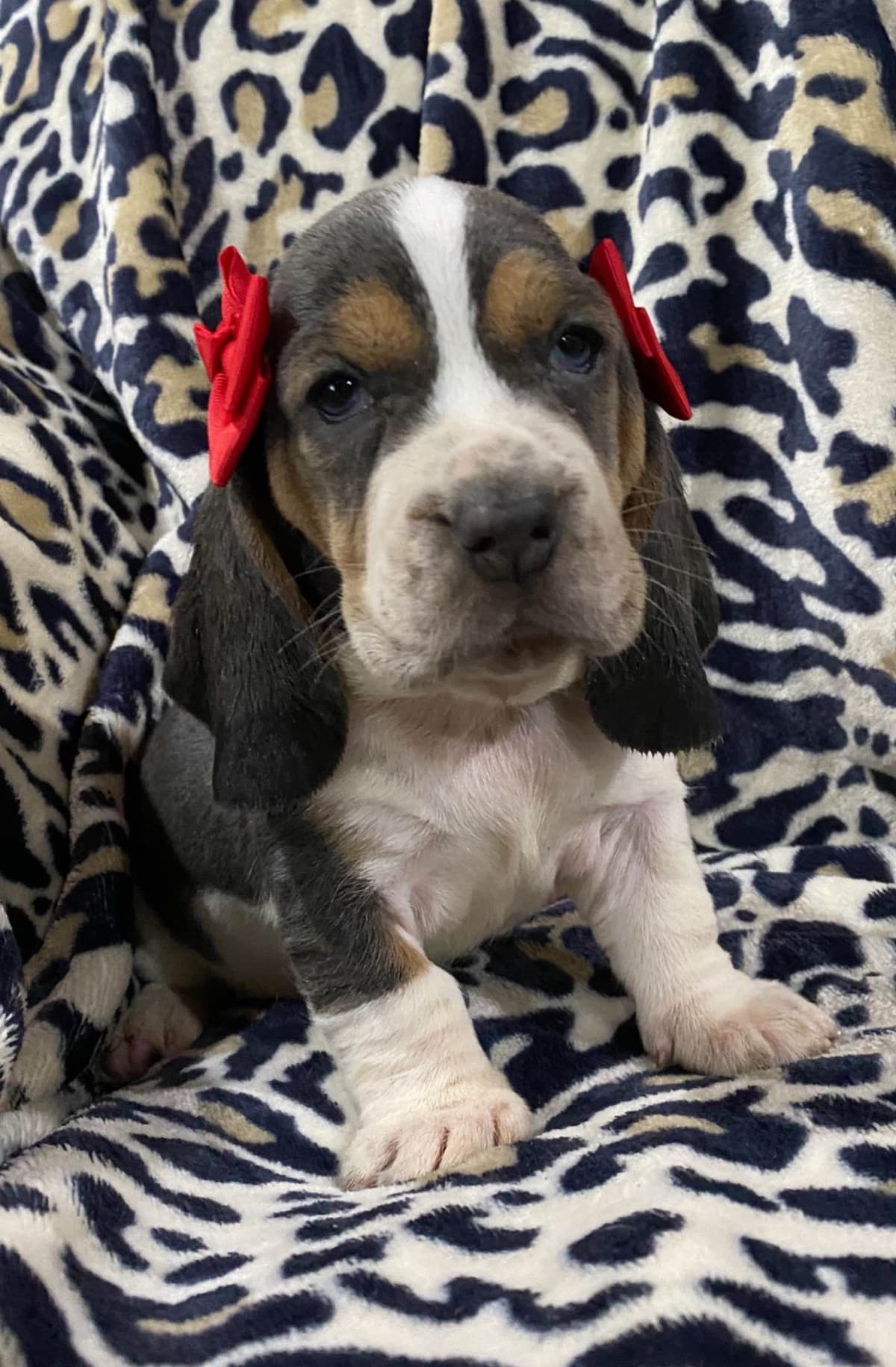 TX Basset Hound Puppies breeder image 30