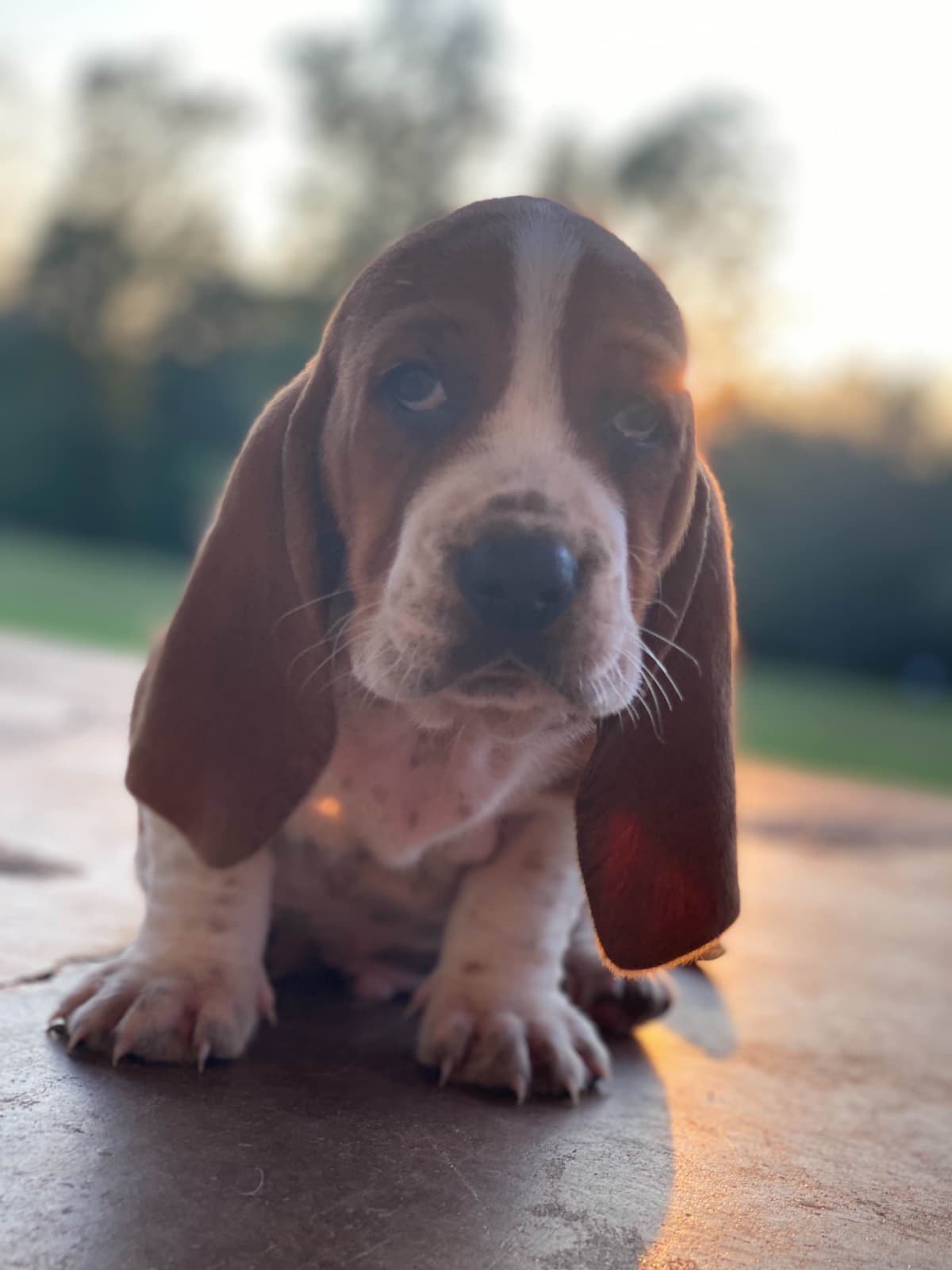 TX Basset Hound Puppies breeder image 31