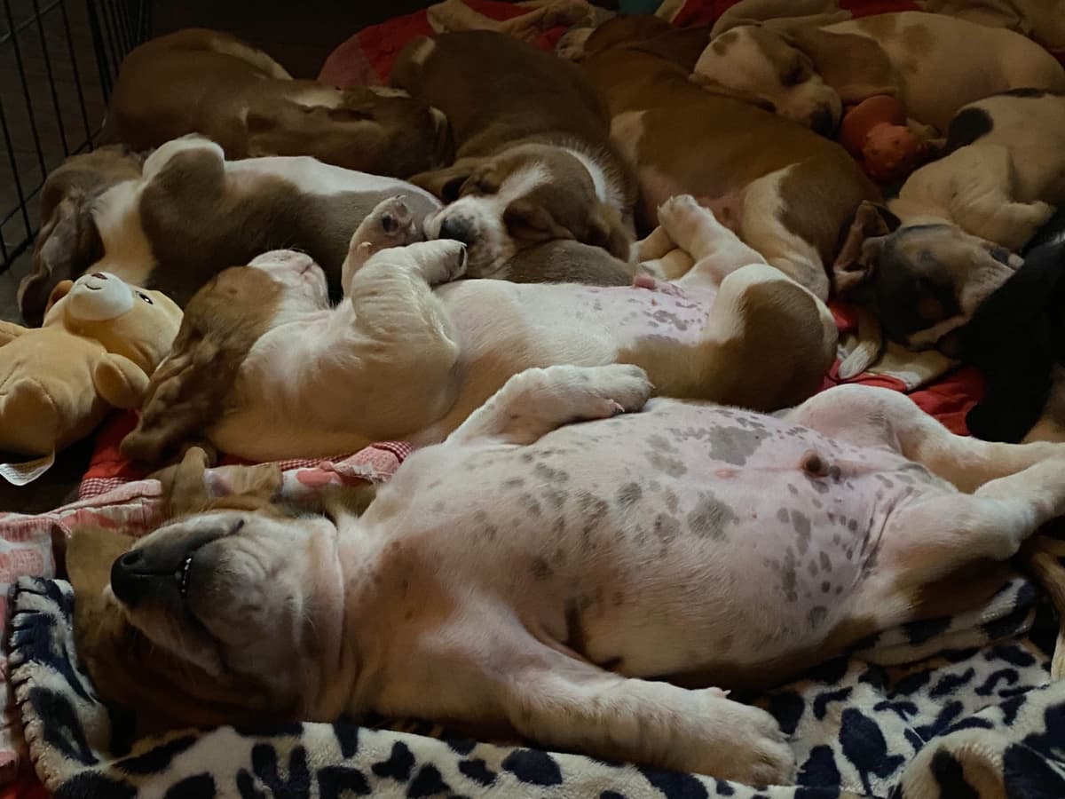 TX Basset Hound Puppies breeder image 34