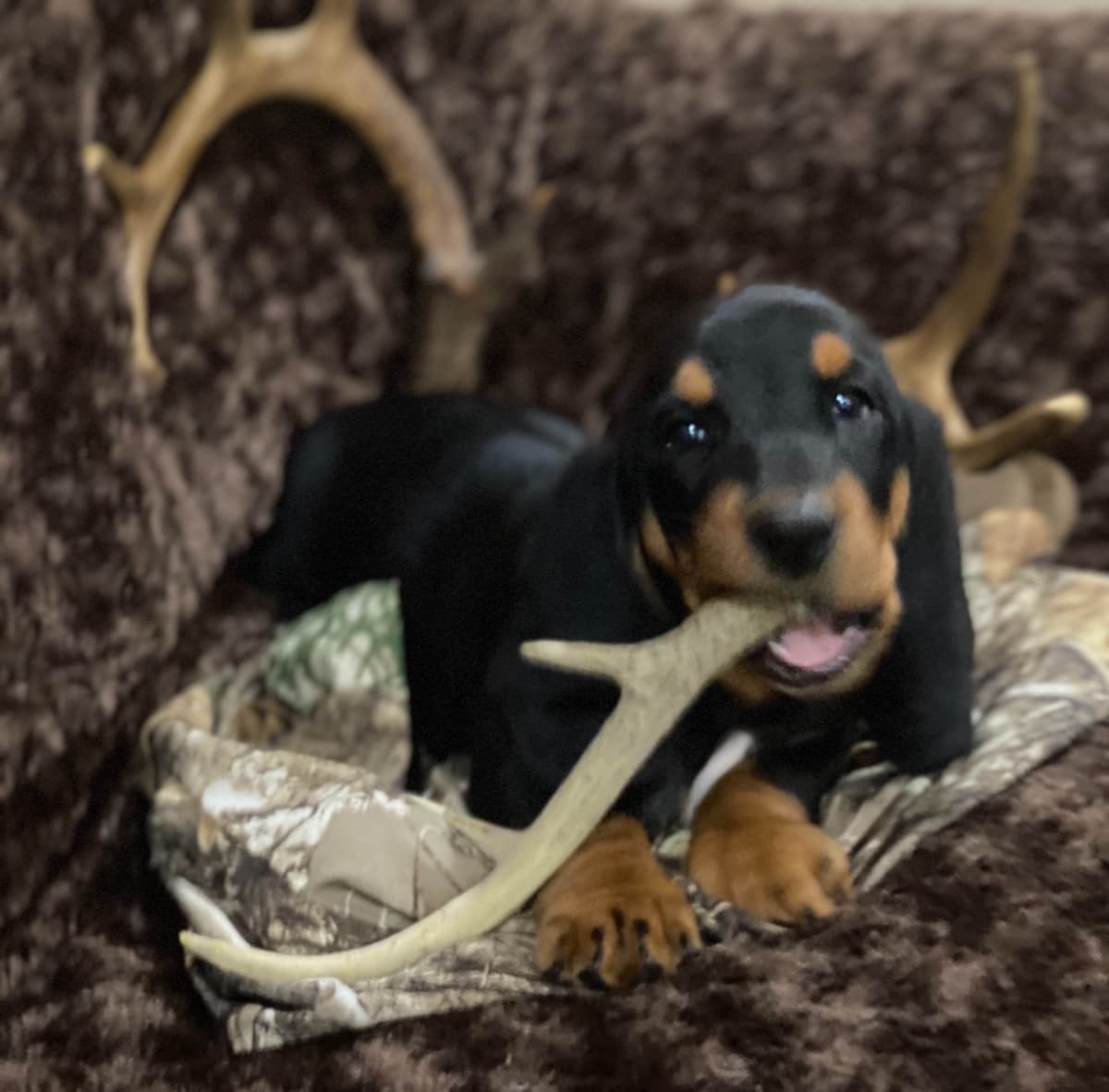 TX Basset Hound Puppies breeder image 33